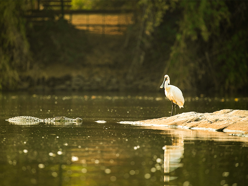 ranganathittu bird sanctuary