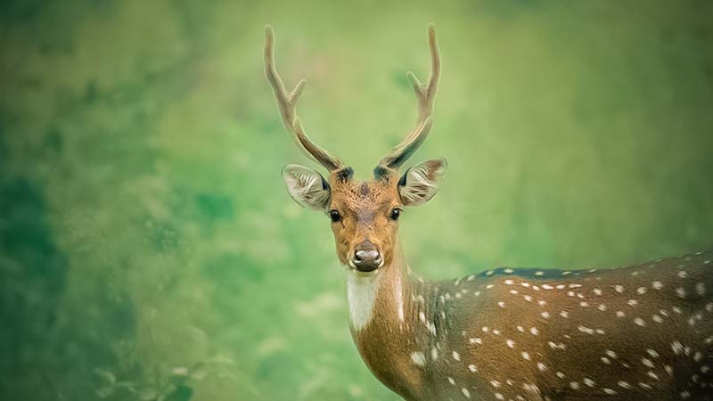 Kabini Spotted Deer