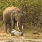 Wildlife in Karnataka
