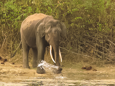 Wildlife in Karnataka