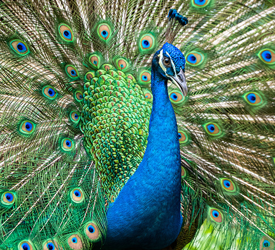 Adichunchanagiri Peacock Sanctuary