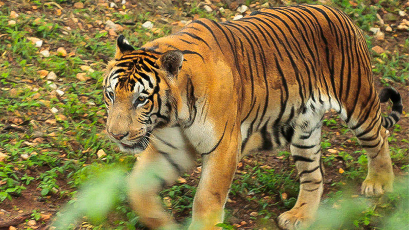 Mysore Zoo