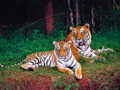 World Animal Day 2021 - Karnataka Tourism