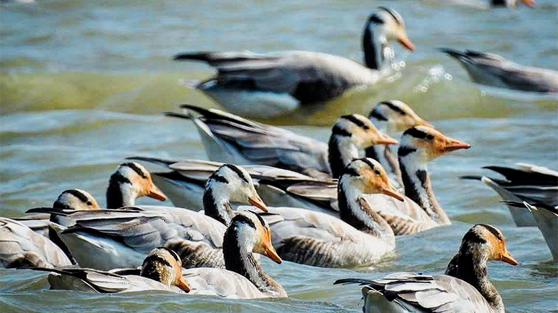 Magadi Karnataka 