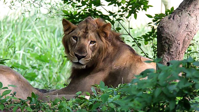 Bannerghata national park