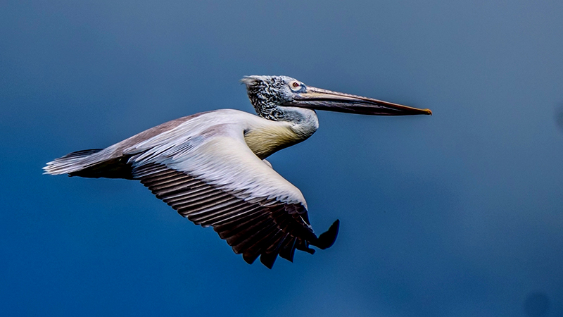 Ranganathittu Bird Sanctuary