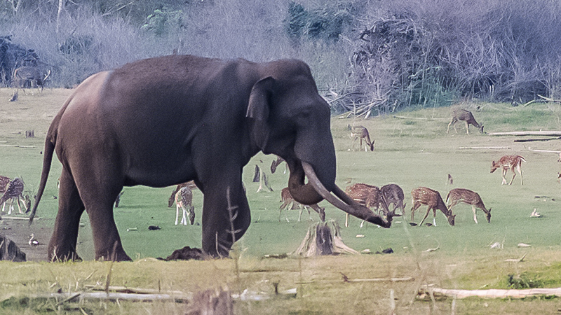 Nagarhole National Park