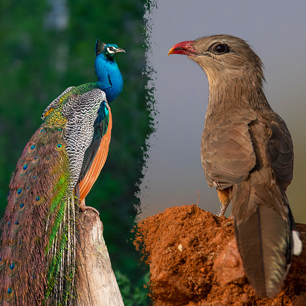 Birds in Karnataka Forests - Wildlife in Karnataka - Karnataka Tourism
