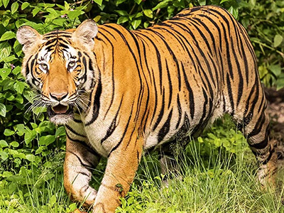 Bengal tiger  Wikipedia